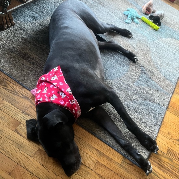 Meet your Posher, Jess - Picture 4 of 6